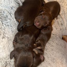 Dachshund Puppies from Dooney's Dachshunds