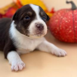 Harper - Red female Australian Shepherd puppy in Asheboro, North Carolina from Stellar Aussies