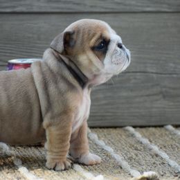 Tiny - Fallow female Bulldog puppy in Bradleyville, Missouri from HurstBulldogs