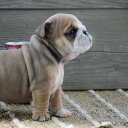 Tiny - Fallow female Bulldog puppy in Bradleyville, Missouri from HurstBulldogs
