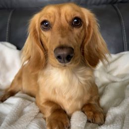 Holland - Dachshund