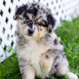 Border Collie, Miniature American Shepherd, and Miniature Australian Shepherd Puppies from Greenbriar Hills