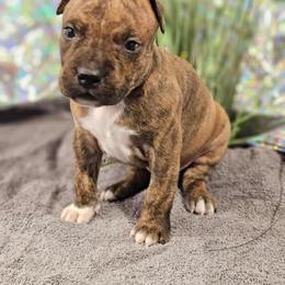 Male 1 - Red brindle male American Staffordshire Terrier puppy in Springfield, Illinois from Prairieland Kennels