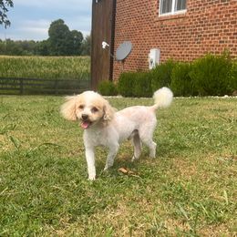 Chip - Parti male Poodle puppy in Elizabethtown, Kentucky from Reddy Poodles & Doodles