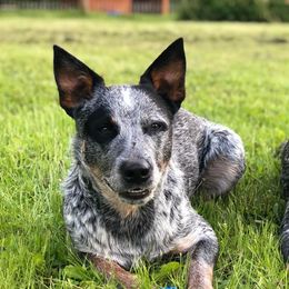 Australian Cattle Dogs from DC Australian Cattle Dogs