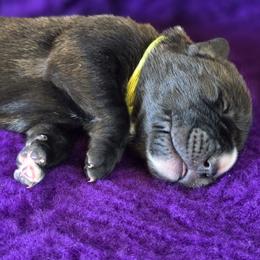 Cane Corso Puppies from Willow Creek Cane Corsos