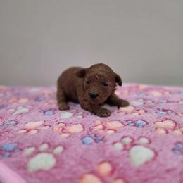 Apple (AKC) - Red  female Poodle puppy in Rainbow City, Alabama from Spinks Poodles