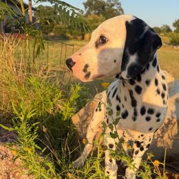 Cupcake - White and black female Dalmatian puppy in Austin, Texas from Dazzling Dalz