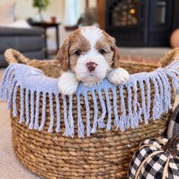 Black collar - Buckbeak - Buff and white male Cockapoo puppy in Mt Bethel, Pennsylvania from Stasia’s Cutiepoos