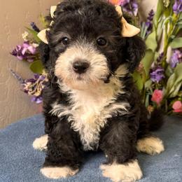 Tita - Black & white female Maltipoo puppy in Bakersfield, California from Silvia's Maltipoos