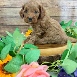 Forrest - Red male Cavapoo puppy in Beresford, South Dakota from DAKOTA DOOD RANCH