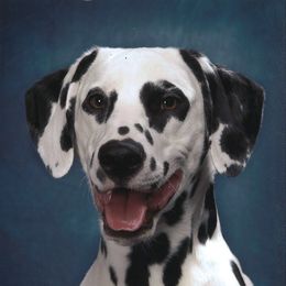 Brighton - Dalmatian
