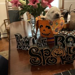 Golden Retriever Puppies from Tupelo Honey Farm's Golden Retrievers