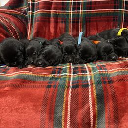 Labrador Retriever Puppies from David Knott's Labrador Retrievers