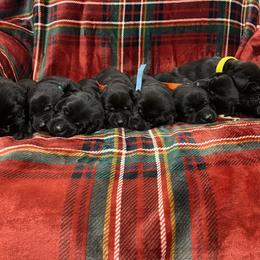 Labrador Retriever Puppies from David Knott's Labrador Retrievers