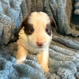 Legacy - White and red female Border Collie puppy in Mckinney, Texas from Border Collies of Ruidoso