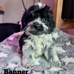 Banner with training - Black and white male Cockapoo puppy in Boonville, North Carolina from Doods & Dolls