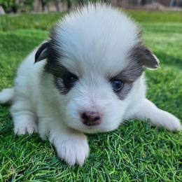 Nikki - Black and white female Pomsky puppy in Southern California, California from SoCal Pomskies LLC