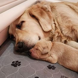 Golden Retriever Puppies from Golden Ratio Retrievers
