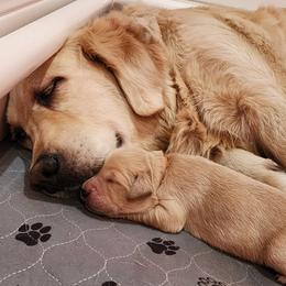 Golden Retriever Puppies from Golden Ratio Retrievers