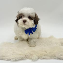 Blue bow - Chocolate sable male Havapoo puppy in Evart, Michigan from Northern’s Cute Cuddly Cava Poos