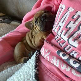 French Bulldog Puppies from Spindle City Frenchies