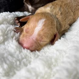 Red Tuxedo F - Red female Aussiedoodle puppy in Belgreen, Alabama from Scott’s Farm Poodles and Doodles