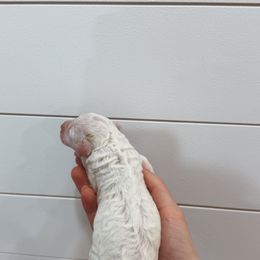 Olaf - Parti male Goldendoodle puppy in Rio Linda, California from GoldendoodlePaw