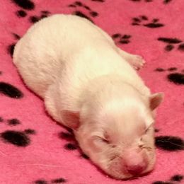 Girl 2 - White American Eskimo Dog puppy in Westwego, Louisiana from Connie's American Eskimo Dogs and Mini Australian Shepherd Dogs