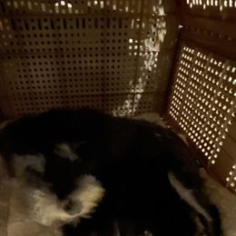 Miniature Schnauzer Puppies from Scamper Schnauzers