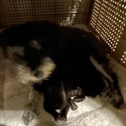 Miniature Schnauzer Puppies from Scamper Schnauzers
