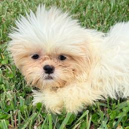 Daisy - White female Shih Tzu puppy in Saint Johns, Florida from BEH Puppies LLC