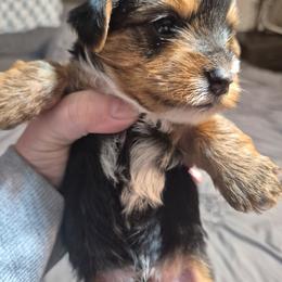 Boy 1 - Black and tan male Yorkshire Terrier puppy in Seneca, South Carolina from Lee's Puppies