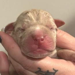 Cyrus - Silver male Great Dane puppy in Hutchinson, Kansas from Dappled Danes