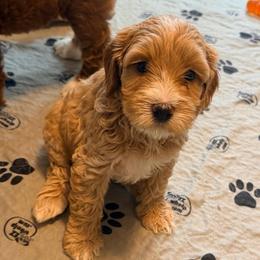 Hooch - Caramel red male Australian Labradoodle puppy in Summerfield, North Carolina from Four Oaks Labradoodles