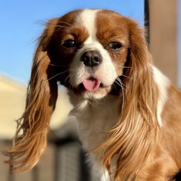 Oakley - Cavalier King Charles Spaniel