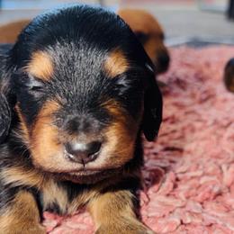 Dancer - Black and tan female Dachshund puppy in Albuquerque, New Mexico from Designer Dachshund Club
