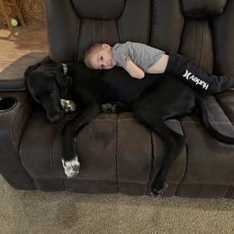Dutton - Great Dane