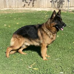 PAIK - German Shepherd
