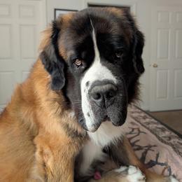 Bear - Saint Bernard