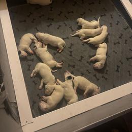 Boy 4 - White and black male Dalmatian puppy in Williamsburg, Ohio from Dewey’s Dals