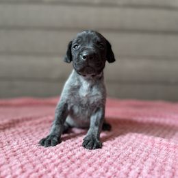Zeus - Black roan male German Shorthaired Pointer puppy in Axton, Virginia from Red Clay Kennels