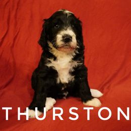 Bernedoodle Puppies from Daisy’s Doodles