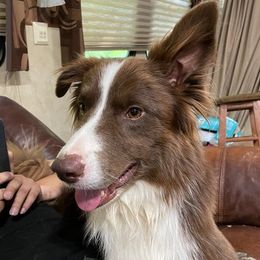 Border Collies from Shuttle Collie