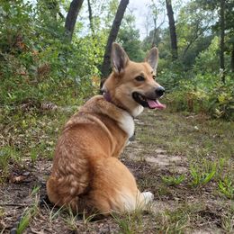 Ren - Pembroke Welsh Corgi