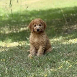 Milo - Apricot male Goldendoodle puppy in Fayetteville, Arkansas from Mountain Grove Doodles