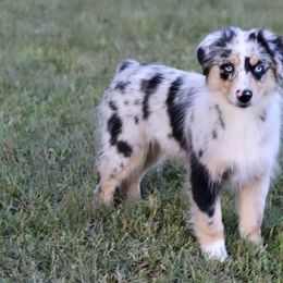 Girl 2 - Miniature Australian Shepherd puppy in Florida from J7 Miniature Australian Shepherds