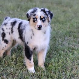 Girl 2 - Miniature Australian Shepherd puppy in Florida from J7 Miniature Australian Shepherds