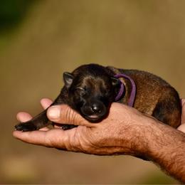 Purple - Sable female German Shepherd puppy in Cherryville, North Carolina from Masky Kennel