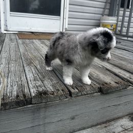 Miniature Australian Shepherd and Toy Australian Shepherd Puppies from Cherry Grove Kennel